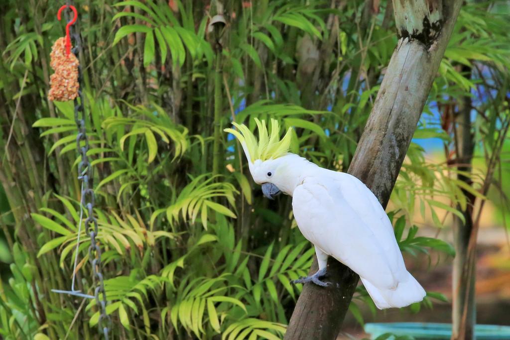 Big4 Whitsundays Tropical Eco Resort Airlie Beach Esterno foto